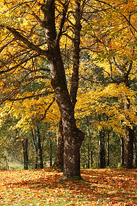 俄勒冈州公园的秋天色彩和季节变化图片