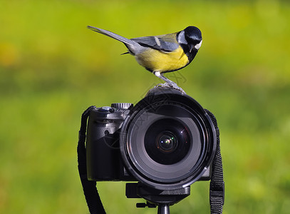 相机上的鸟图片