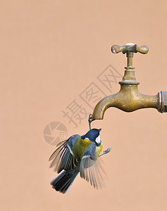 鸟从水龙头喝水图片