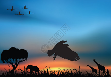 夕阳下的非洲野生动物图片
