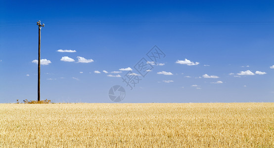 澳大利亚农村小麦田图片