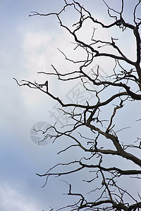 天空背景上的干树枝背景图片