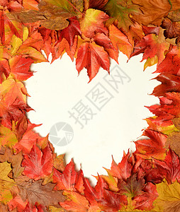 叶子排列成心形图片