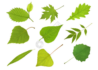 汇集叶子桤木枫树橡木桦树丁香白蜡树图片