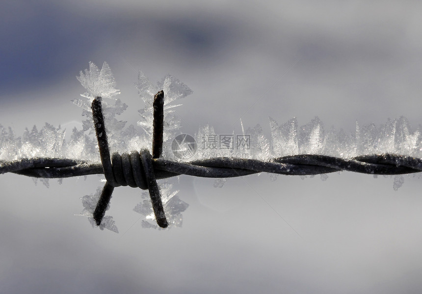 装有冰晶的刺穿铁丝网冬季伊斯盖比尔登图片