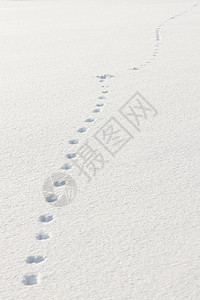 雪中的脚印由兔图片