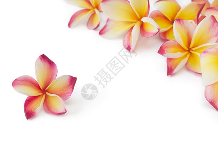 弗朗吉帕尼frangipapani花图片