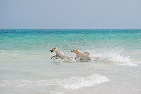 三只狗在沙滩上玩耍和泼水图片