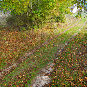 秋天森林里的小径树木和黄叶图片