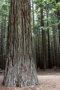 大红木树在森林里图片