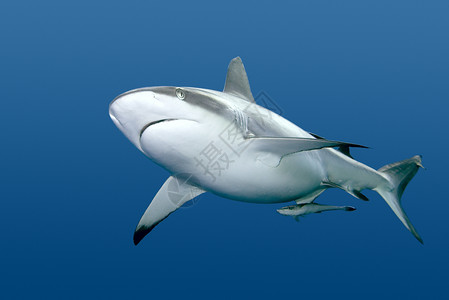 灰礁或捕鲸鲨鱼在水下游荡这些鲨鱼会变得非图片