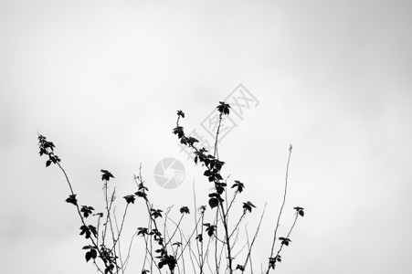 黑白草丛图片