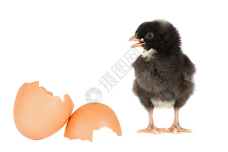 黑色鸡蛋壳破碎的黑鸡白图片
