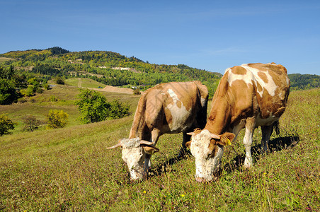 两头奶牛在夏图片
