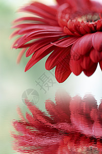 红色非洲菊的特写图片