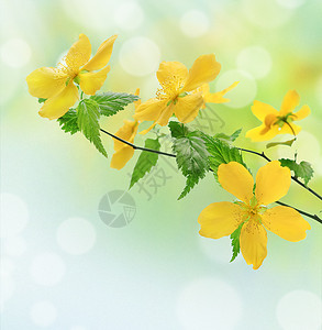 黄色花的春天概念图片