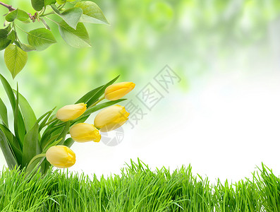 大自然中的绿草和郁金香图片