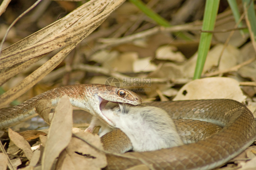 在南非克鲁格公园Letaba营地拍摄老鼠猎物的草蛇Psammophismossam图片