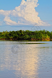 亚马逊河岸图片