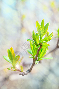 春天的背景阳光下的绿叶图片