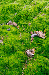 海滩上的绿藻质地图片