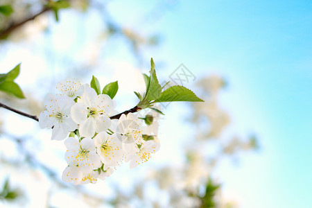 春天的树枝开着白色的小花图片