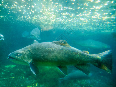淡水杂交鱼虎鳟SalmotruttaxSalvelinusfontinalis在水下与附近背景图片