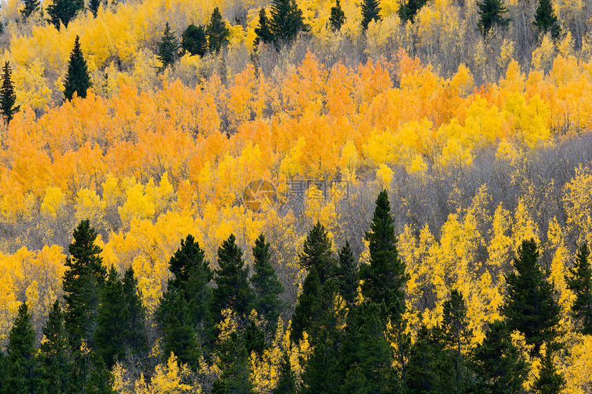 科罗拉多落基山脉的五颜六色的秋天白杨森林图片