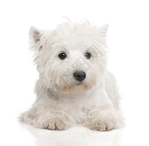 WestHighlandWhiteTerrier8个月在图片