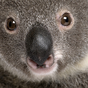 男Koala熊近身肖像图片