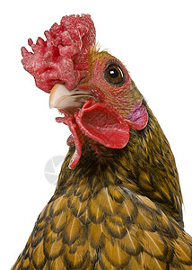 近距离拍下一岁金色西布赖特公鸡的头照图片