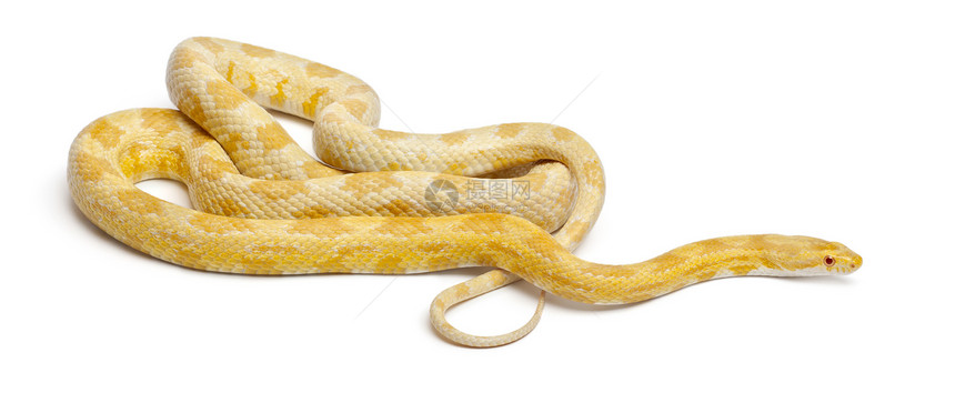 ButtermothleyCorn蛇或红鼠蛇图片