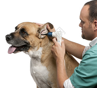 在白色背景面前用眼视镜检查狗耳朵和耳部图片