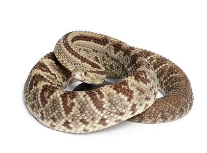 南美响尾蛇Crotalusdurissus图片