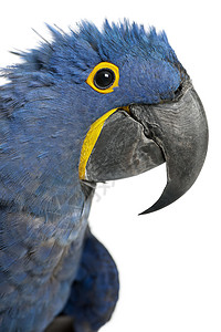 Macaw的肖像图片