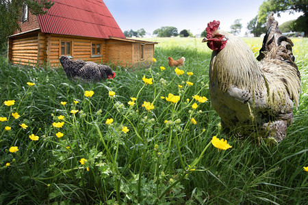 乡村的野生鸡和母鸡高绿色草田地图片