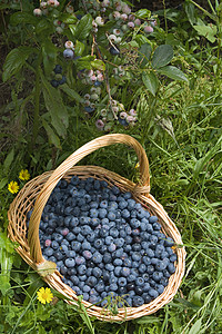 蓝莓灌木和新鲜的蓝莓图片