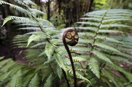 Koru新一叶的银子NZ本地植物新图片