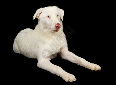一只致命的白人澳大利亚牧羊犬营救狗图片