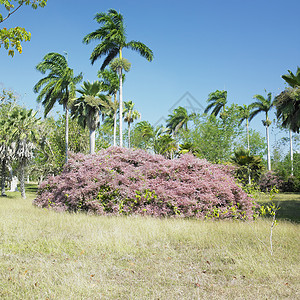 古巴Cienfuegos图片