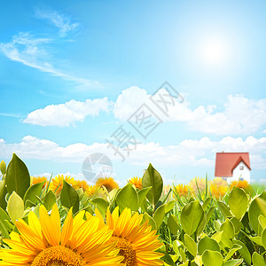 带向日日葵和阳光明媚的天图片