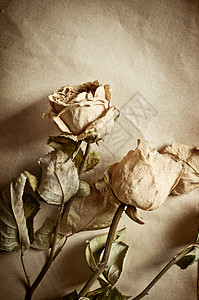 玫瑰和旧书图片