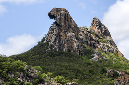 巴西Quixada的岩石布罗迪鸡galinhach图片