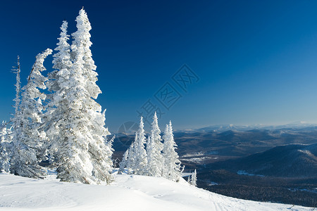 背景为蓝色山丘的白雪覆盖的树木景观图片