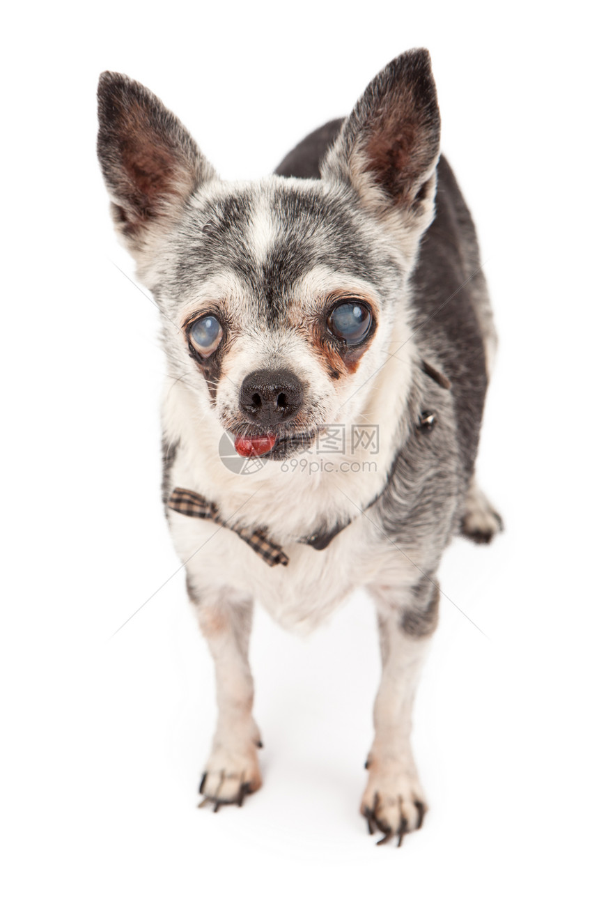 一只18岁的盲瞎吉娃救狗用舌图片