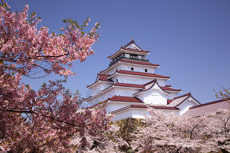 你若盛开日本福岛的会津若松城和樱花背景