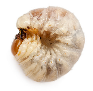 甲虫幼白色背景图片