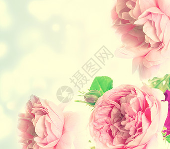 在白色的粉红色玫瑰花背景图片