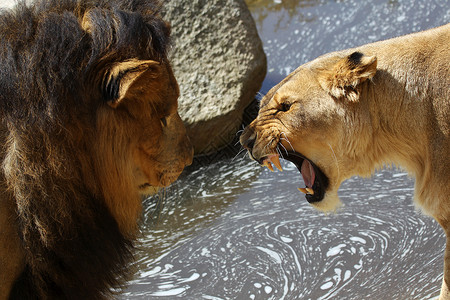 狮子PantheraLeo在年图片