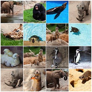 动物的集合动物园图片